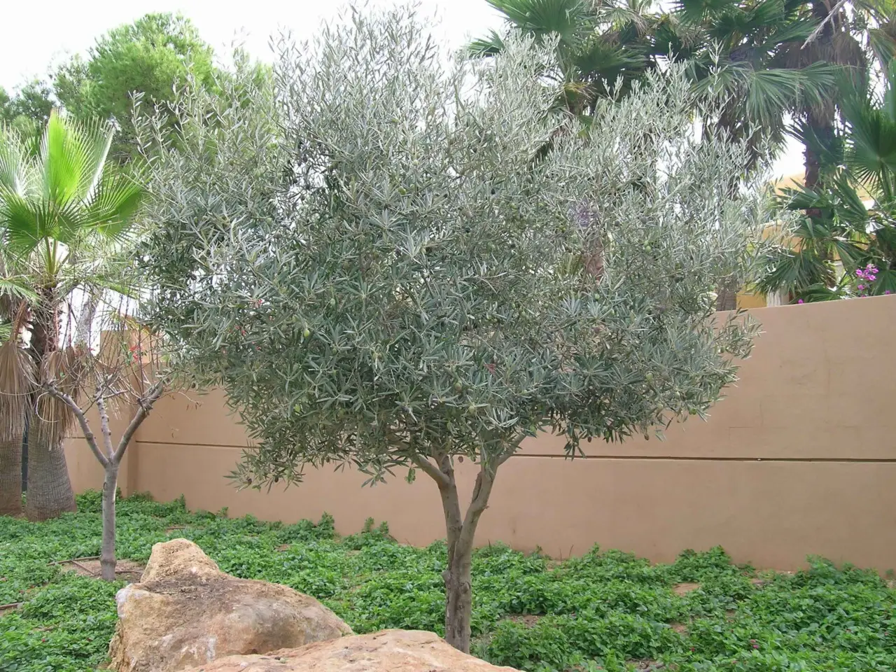 Il segreto per un olivo forte e produttivo: quando e come irrigarlo correttamente Il segreto per un olivo forte e produttivo: quando e come irrigarlo correttamente