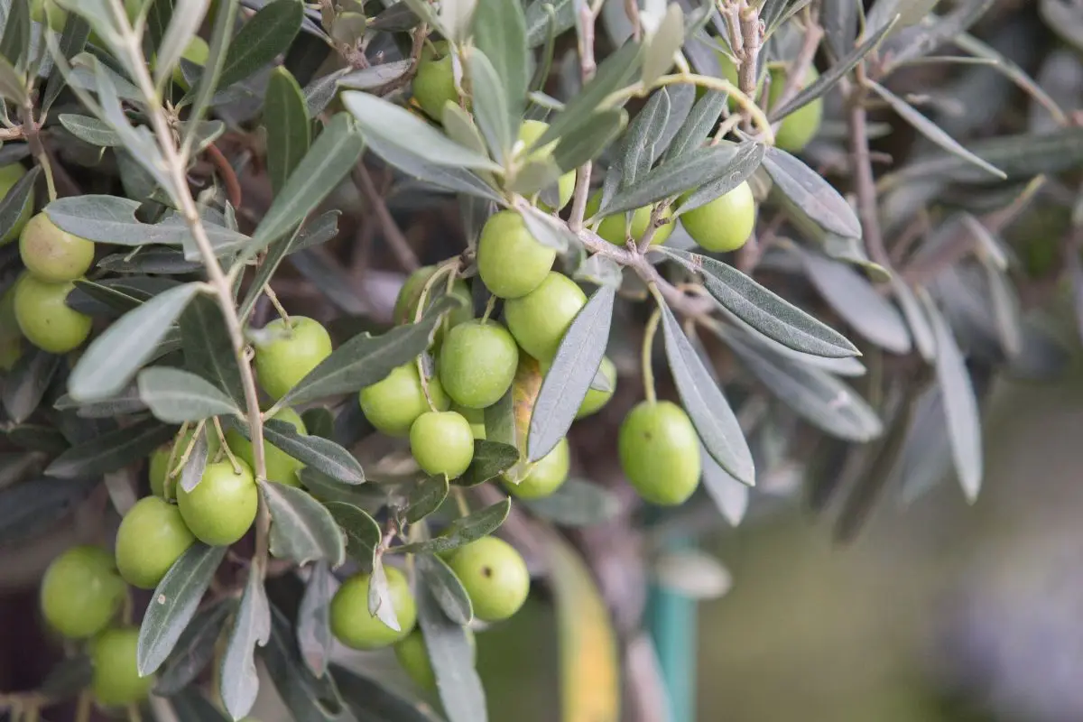 Quando non potare mai l’ulivo: l’errore che può bloccare la fruttificazione Quando non potare mai l’ulivo: l’errore che può bloccare la fruttificazione
