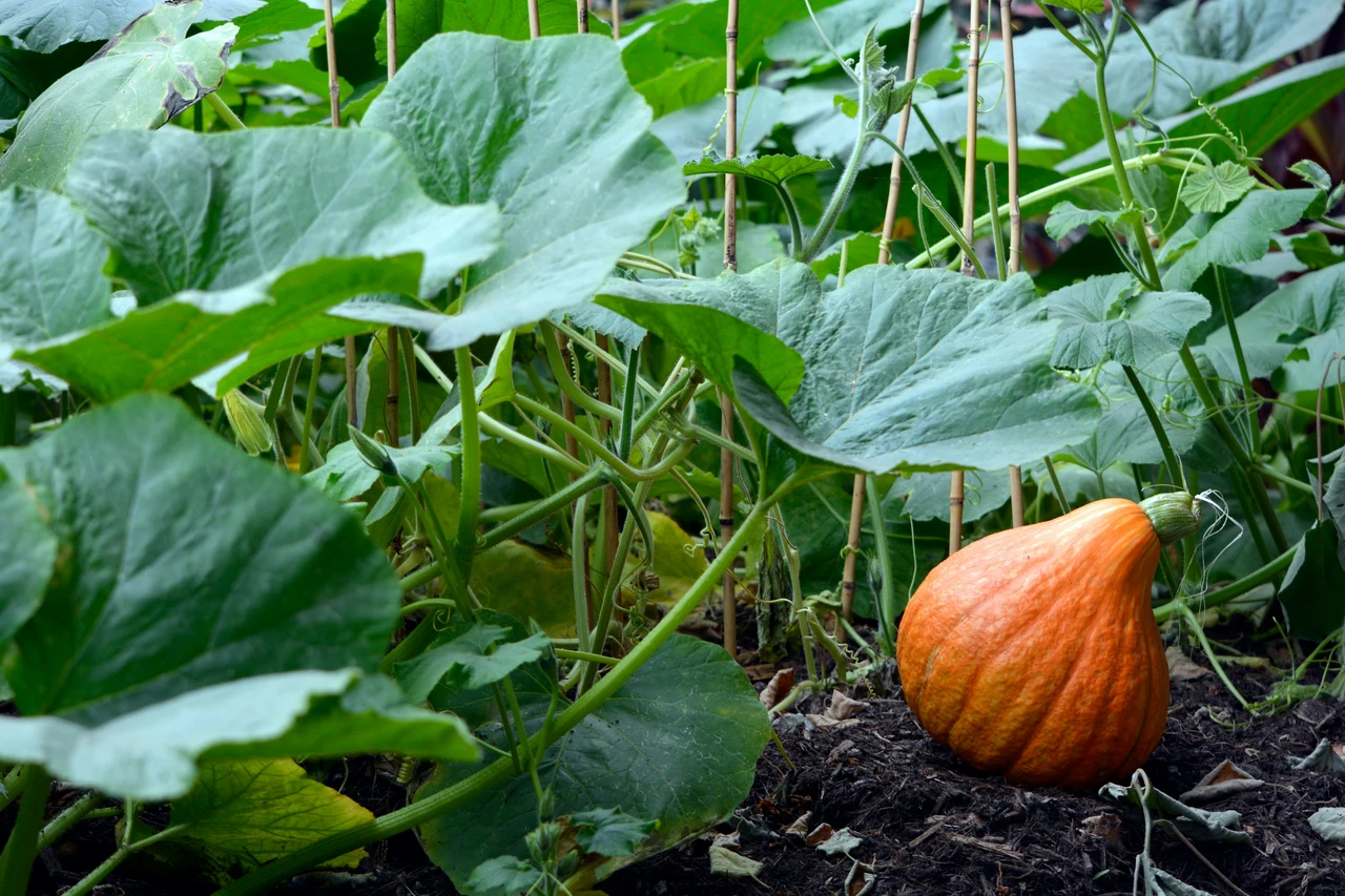 Semi di zucca interrati a giugno: il passaggio segreto per raccolti più grandi Semi di zucca interrati a giugno: il passaggio segreto per raccolti più grandi