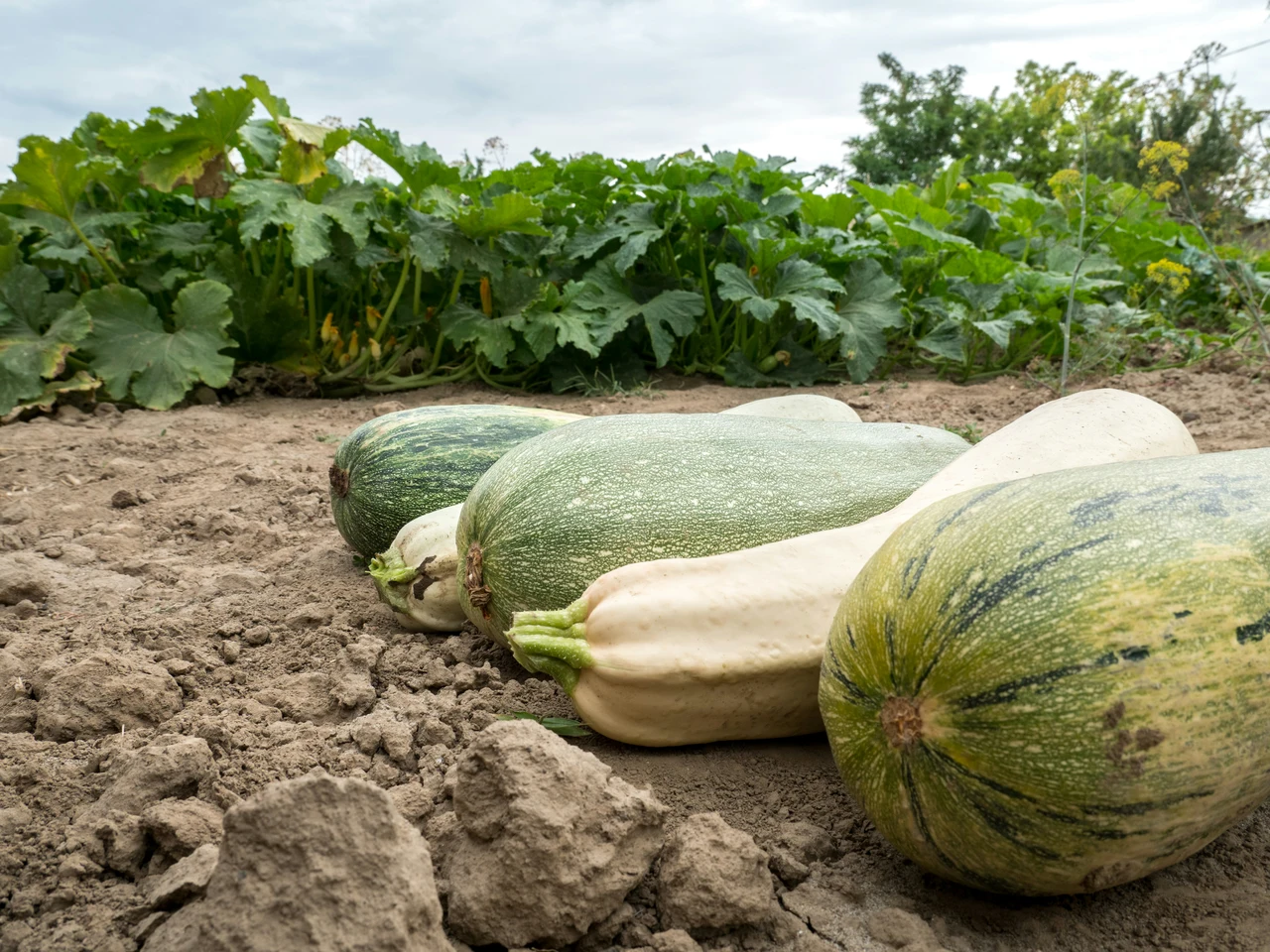 Semi di zucca interrati a giugno: il passaggio segreto per raccolti più grandi Semi di zucca interrati a giugno: il passaggio segreto per raccolti più grandi