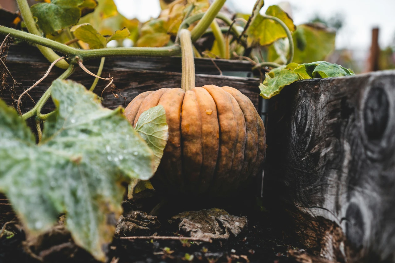 Semi di zucca interrati a giugno: il passaggio segreto per raccolti più grandi Semi di zucca interrati a giugno: il passaggio segreto per raccolti più grandi