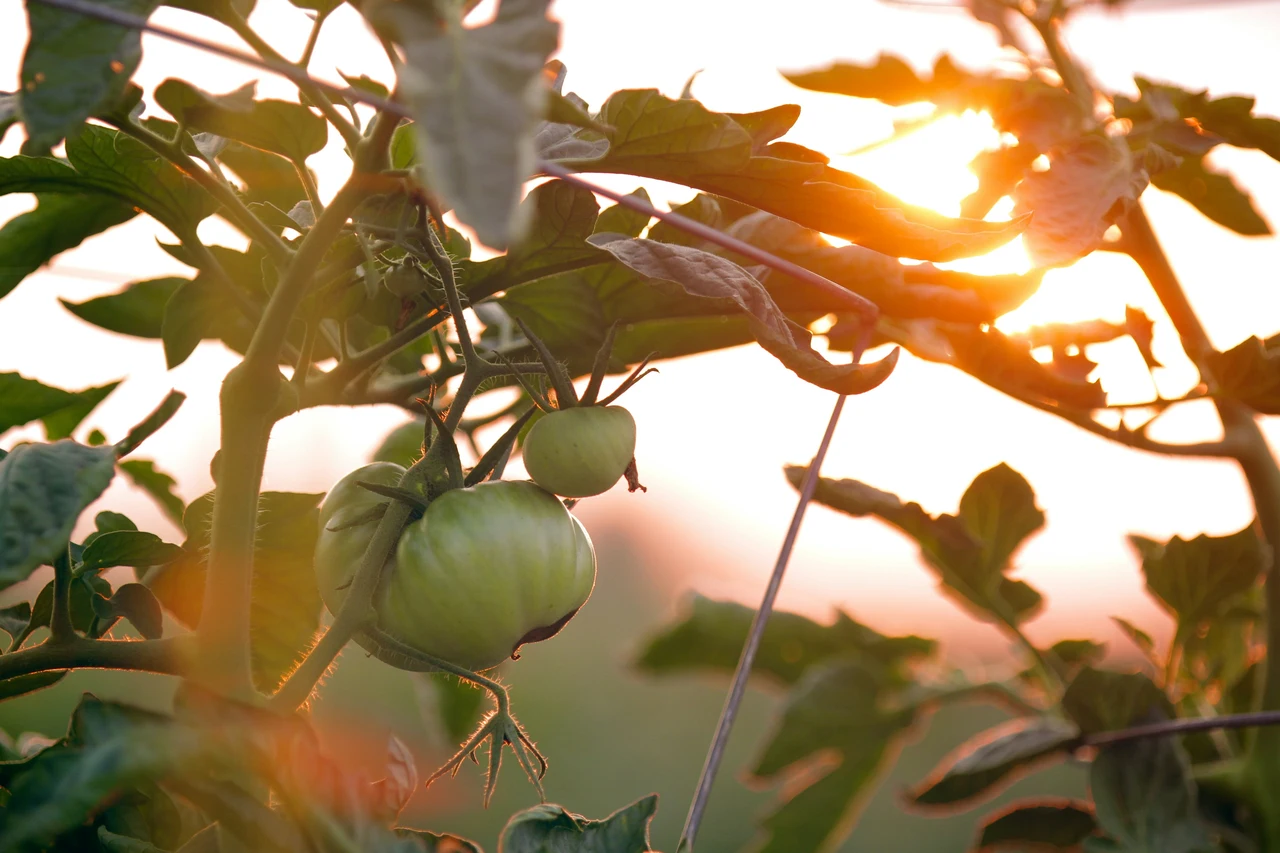 Irrigazione all'alba nei pomodori: il trucco che sorprende a settembre Irrigazione all'alba nei pomodori: il trucco che sorprende a settembre