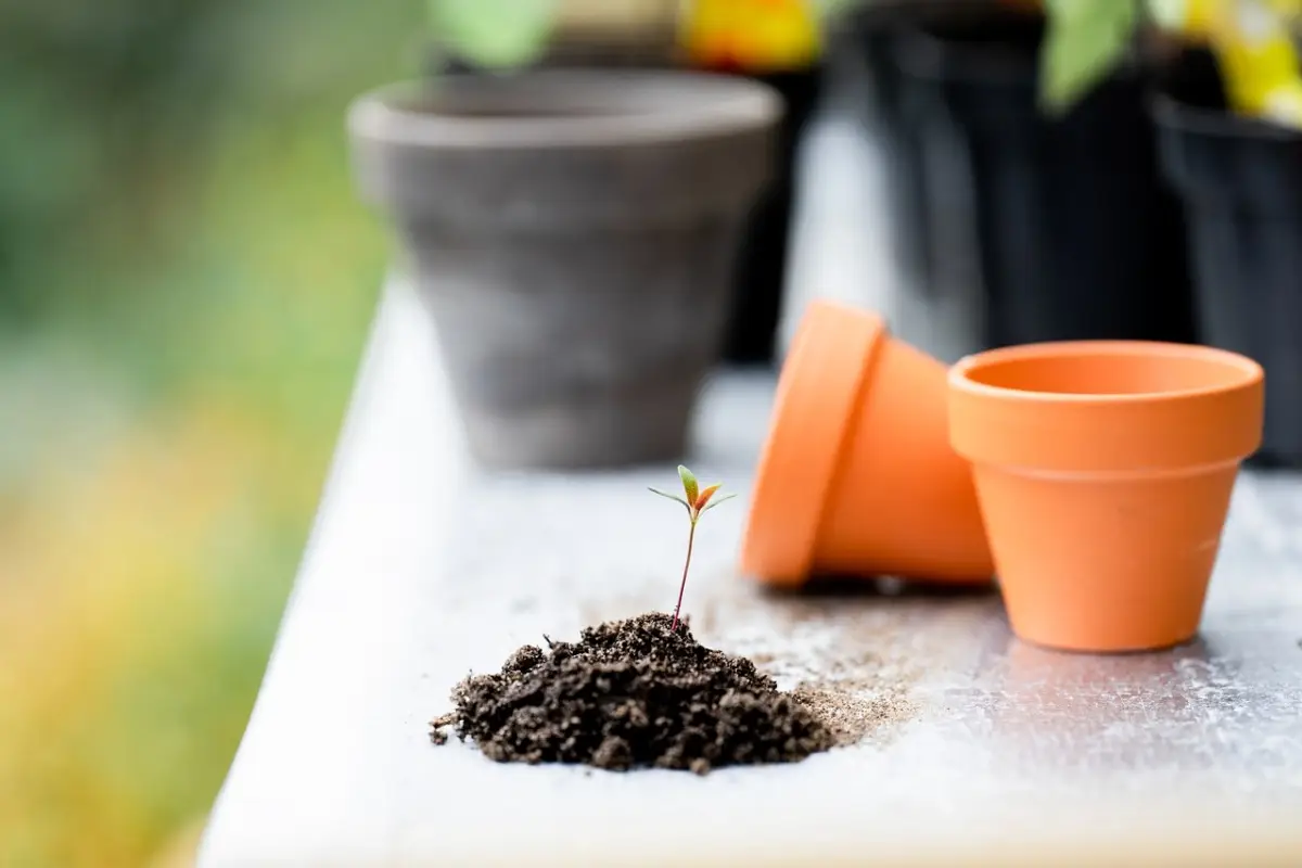 Terra argillosa nei vasi da balcone: il segreto per salvare le piante dal caldo Terra argillosa nei vasi da balcone: il segreto per salvare le piante dal caldo