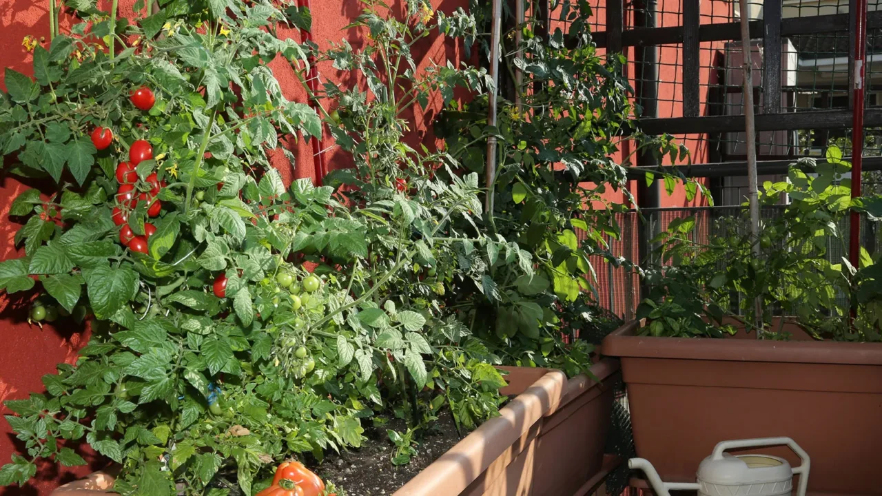 Terra argillosa nei vasi da balcone: il segreto per salvare le piante dal caldo Terra argillosa nei vasi da balcone: il segreto per salvare le piante dal caldo