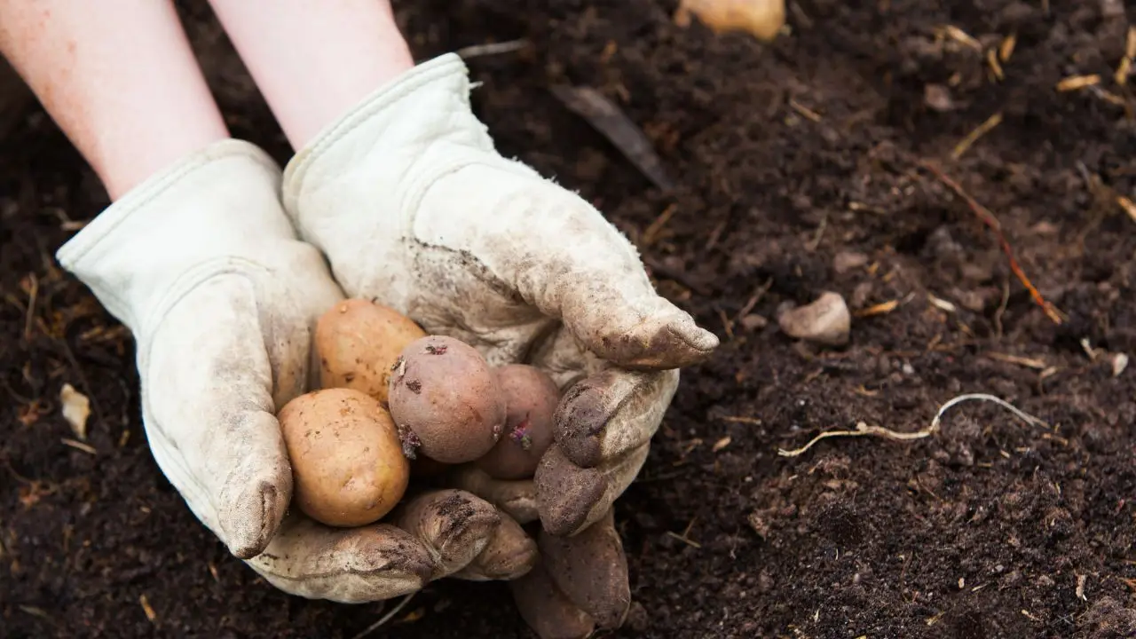 Compost di bucce di patate nell’orto: scopri la tempistica nascosta dai più esperti Compost di bucce di patate nell’orto: scopri la tempistica nascosta dai più esperti