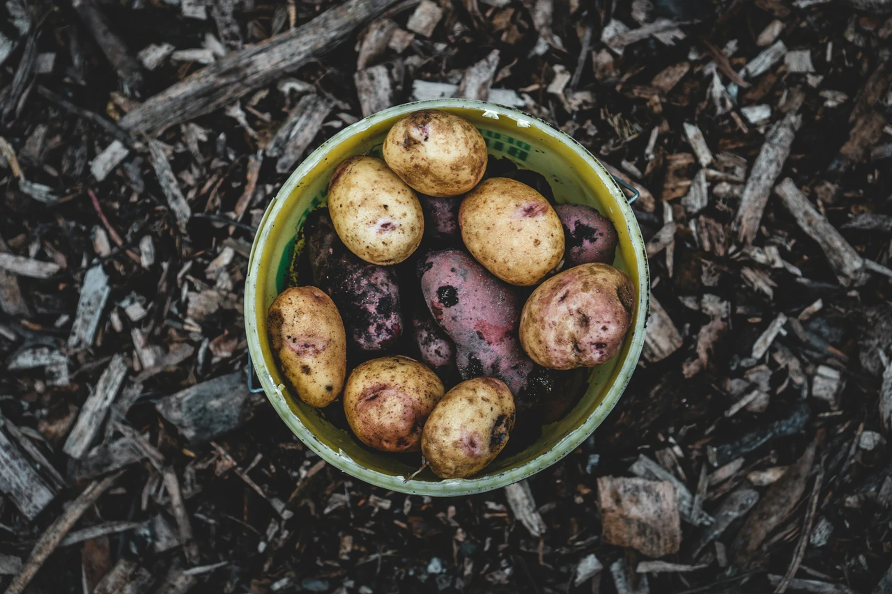 Compost di bucce di patate nell’orto: scopri la tempistica nascosta dai più esperti Compost di bucce di patate nell’orto: scopri la tempistica nascosta dai più esperti