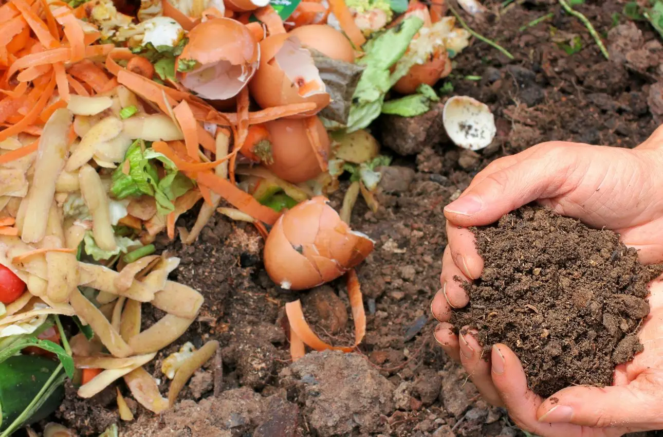 Compost di bucce di patate nell’orto: scopri la tempistica nascosta dai più esperti Compost di bucce di patate nell’orto: scopri la tempistica nascosta dai più esperti
