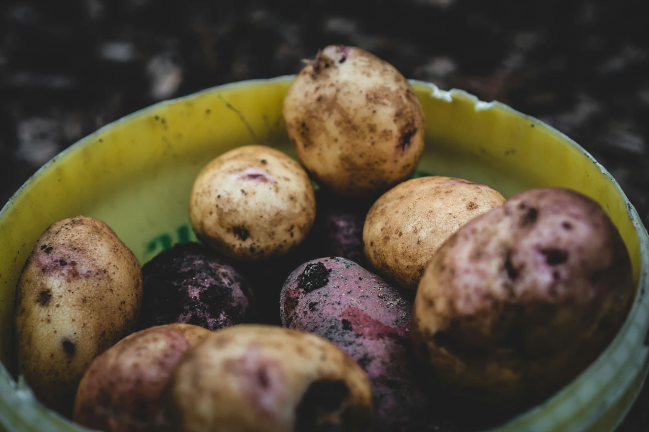 Compost di bucce di patate nell’orto: scopri la tempistica nascosta dai più esperti Compost di bucce di patate nell’orto: scopri la tempistica nascosta dai più esperti