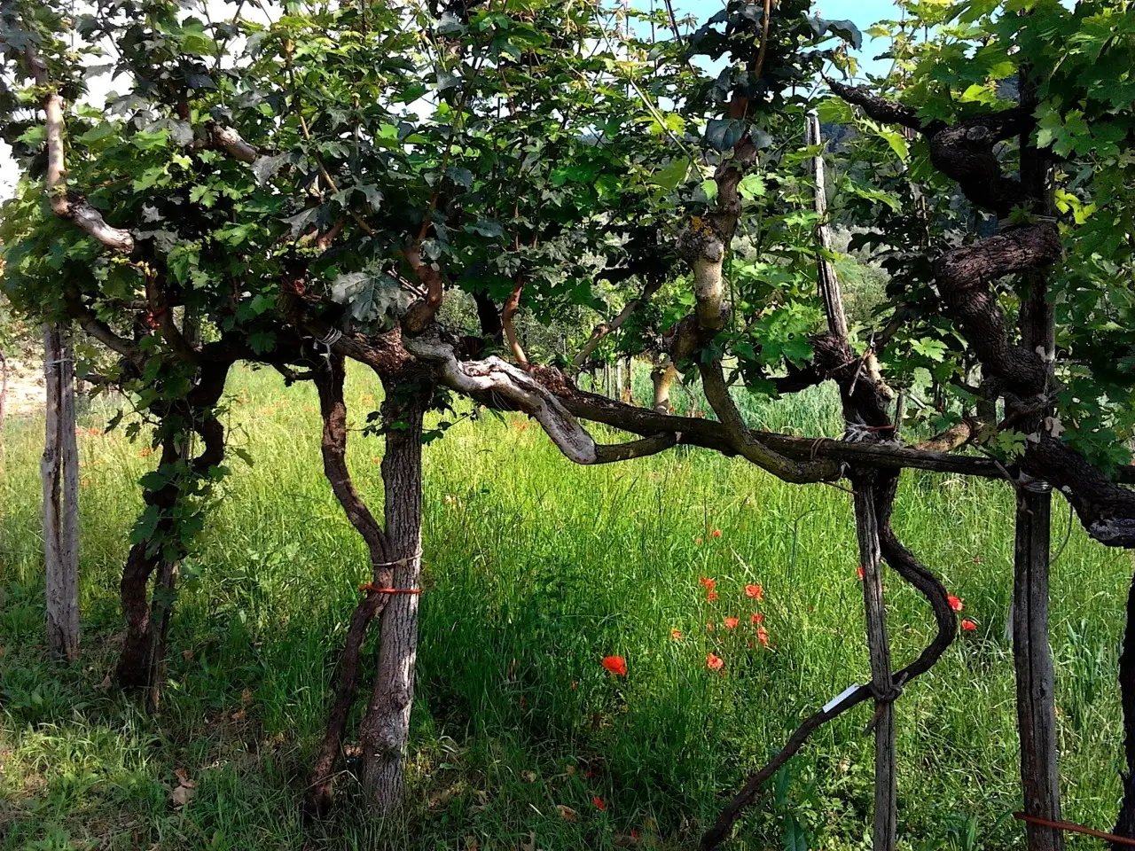 Tralci di vite legati prima delle tempeste: la mossa che cambia la vendemmia Tralci di vite legati prima delle tempeste: la mossa che cambia la vendemmia