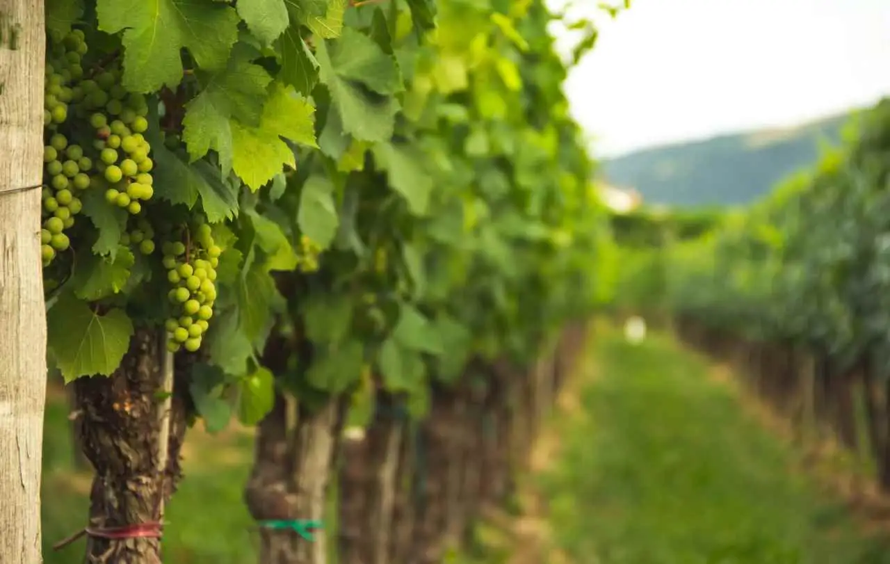 Tralci di vite legati prima delle tempeste: la mossa che cambia la vendemmia Tralci di vite legati prima delle tempeste: la mossa che cambia la vendemmia