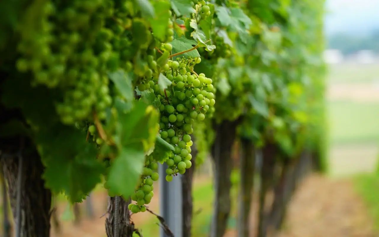 Tralci di vite legati prima delle tempeste: la mossa che cambia la vendemmia Tralci di vite legati prima delle tempeste: la mossa che cambia la vendemmia