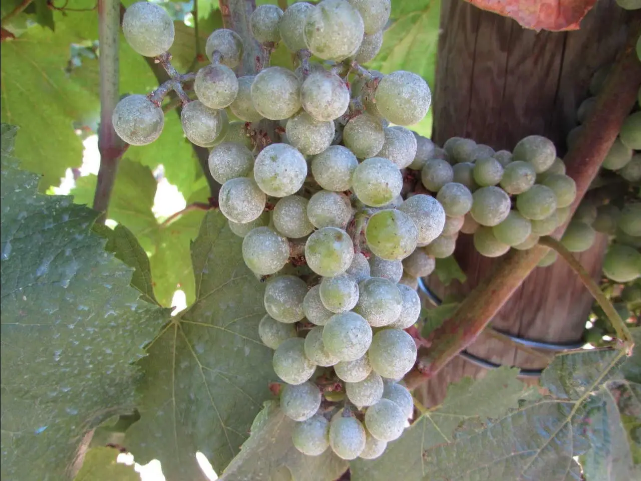 Tralci di vite legati prima delle tempeste: la mossa che cambia la vendemmia Tralci di vite legati prima delle tempeste: la mossa che cambia la vendemmia