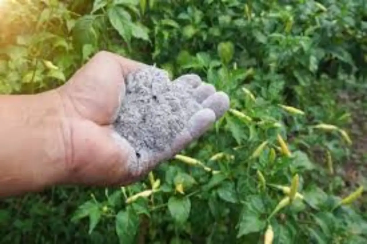 Cenere di legna nel terreno dei limoni: una formula provata per evitare i frutti amari Cenere di legna nel terreno dei limoni: una formula provata per evitare i frutti amari
