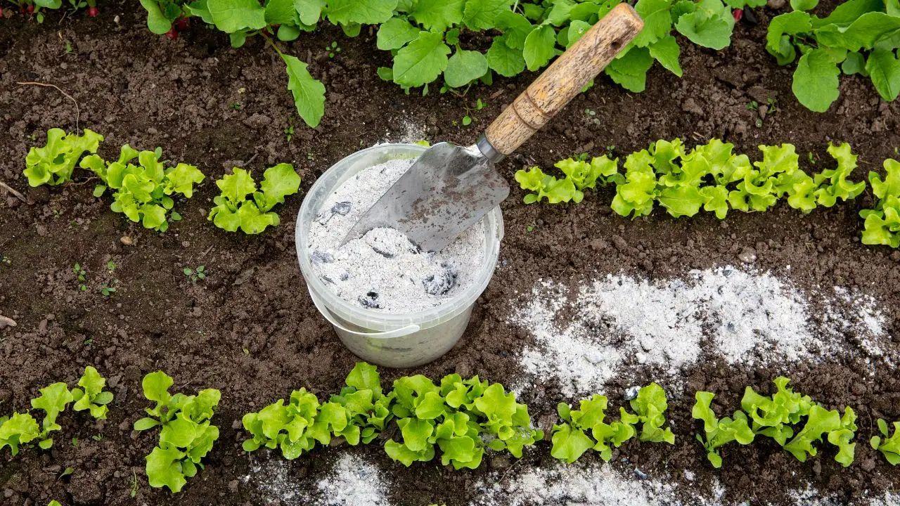 Cenere di legna nel terreno dei limoni: una formula provata per evitare i frutti amari Cenere di legna nel terreno dei limoni: una formula provata per evitare i frutti amari