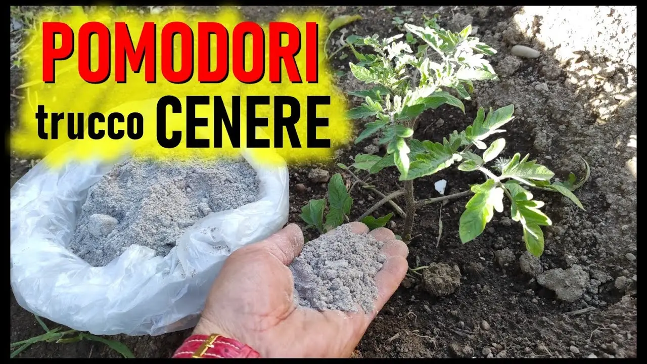 Cenere di legna nel terreno dei limoni: una formula provata per evitare i frutti amari Cenere di legna nel terreno dei limoni: una formula provata per evitare i frutti amari