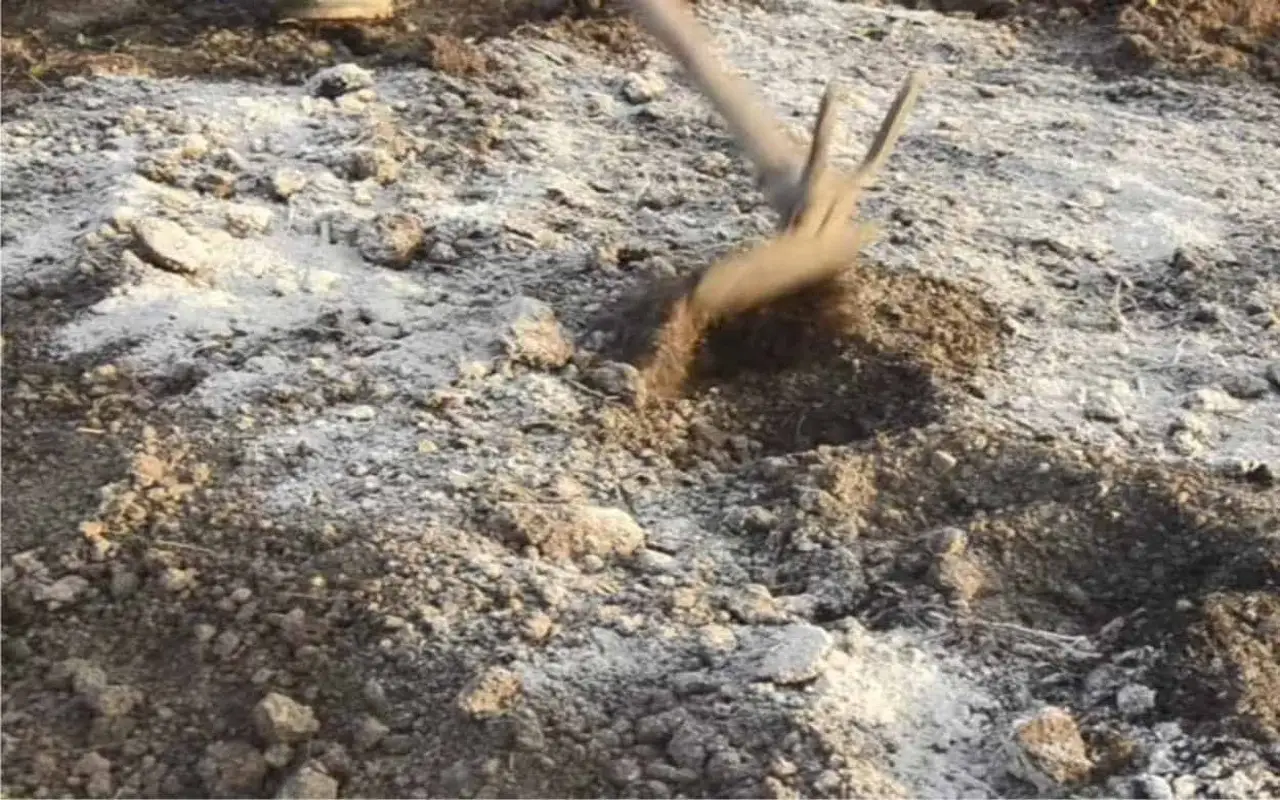 Cenere di legna nel terreno dei limoni: una formula provata per evitare i frutti amari Cenere di legna nel terreno dei limoni: una formula provata per evitare i frutti amari