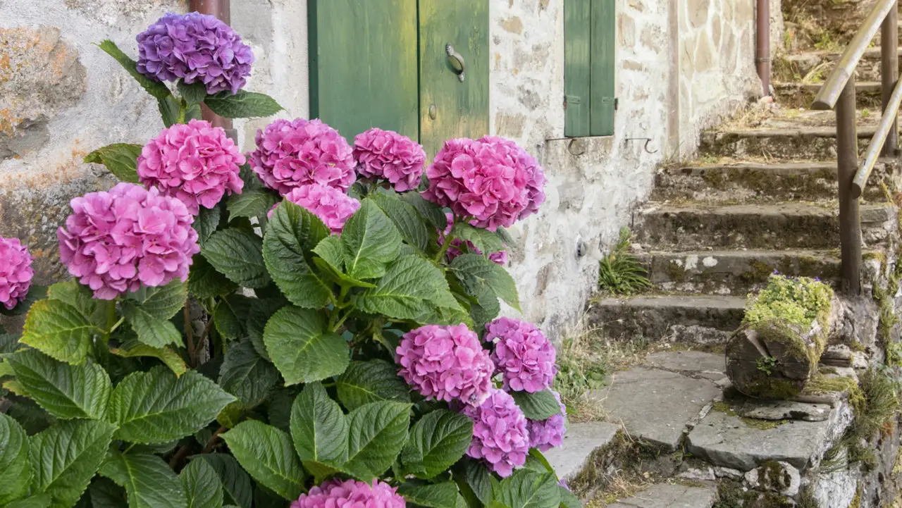 Ortensie in vaso sul balcone: un gesto entro giugno per una fioritura straordinaria Ortensie in vaso sul balcone: un gesto entro giugno per una fioritura straordinaria