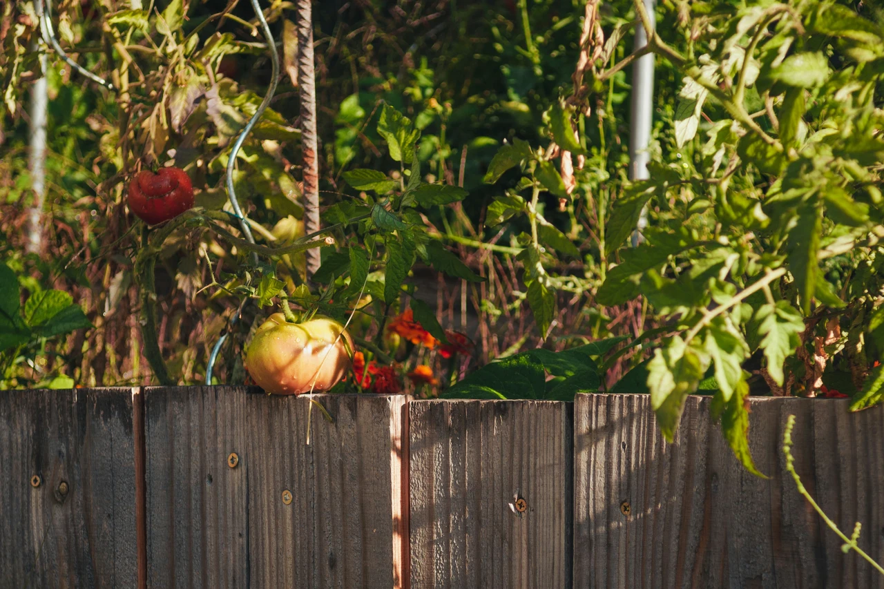 Pomodori nell’orto di città: attenzione a questa operazione per risultati insospettabili Pomodori nell’orto di città: attenzione a questa operazione per risultati insospettabili