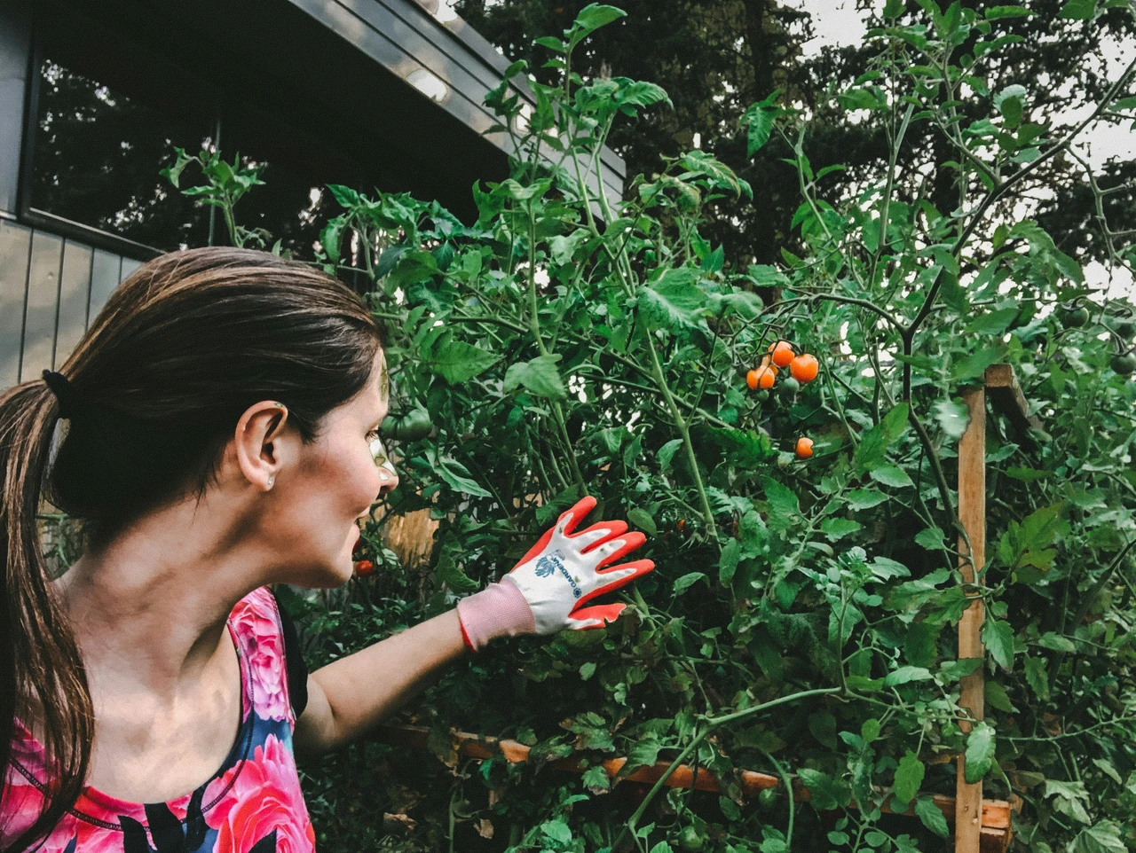Pomodori nell’orto di città: attenzione a questa operazione per risultati insospettabili Pomodori nell’orto di città: attenzione a questa operazione per risultati insospettabili