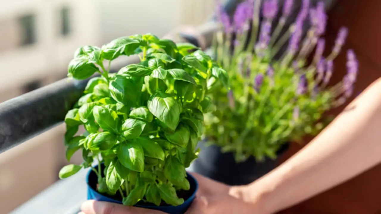 Piante aromatiche sul davanzale? Il momento chiave per ottenere un raccolto più ricco Piante aromatiche sul davanzale? Il momento chiave per ottenere un raccolto più ricco