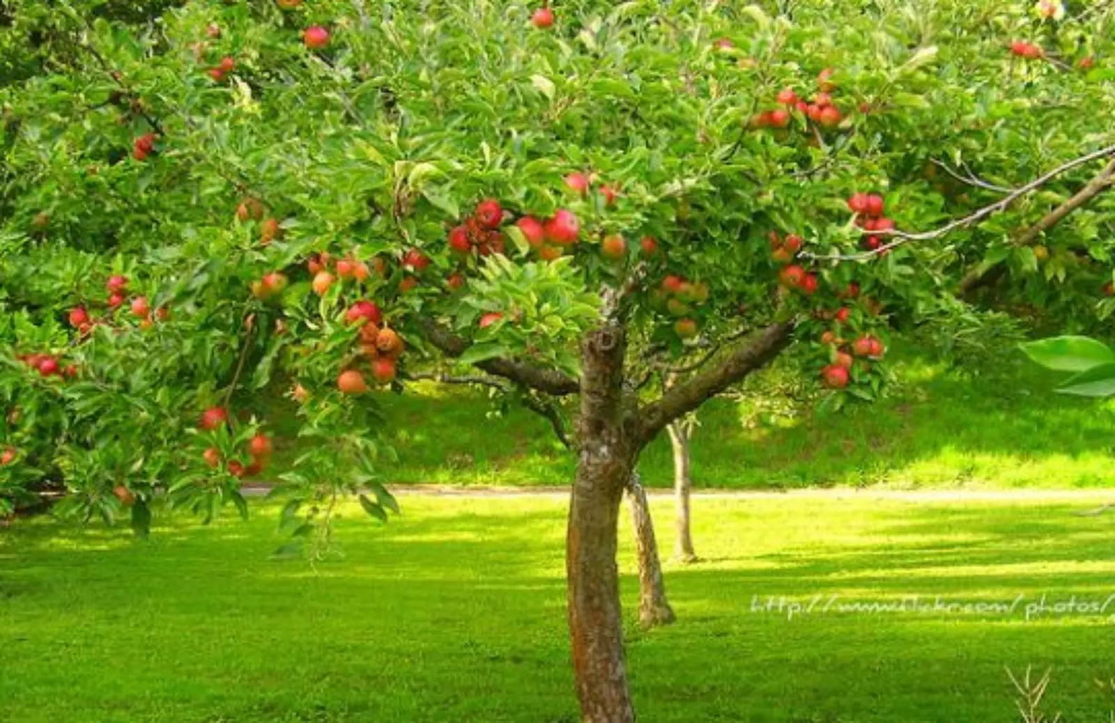 Alberi da frutto nel piccolo giardino: scopri ora il dettaglio che cambia la produzione Alberi da frutto nel piccolo giardino: scopri ora il dettaglio che cambia la produzione