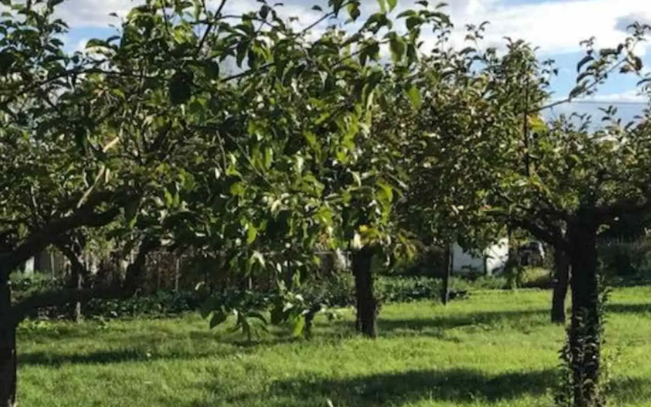 Alberi da frutto nel piccolo giardino: scopri ora il dettaglio che cambia la produzione Alberi da frutto nel piccolo giardino: scopri ora il dettaglio che cambia la produzione