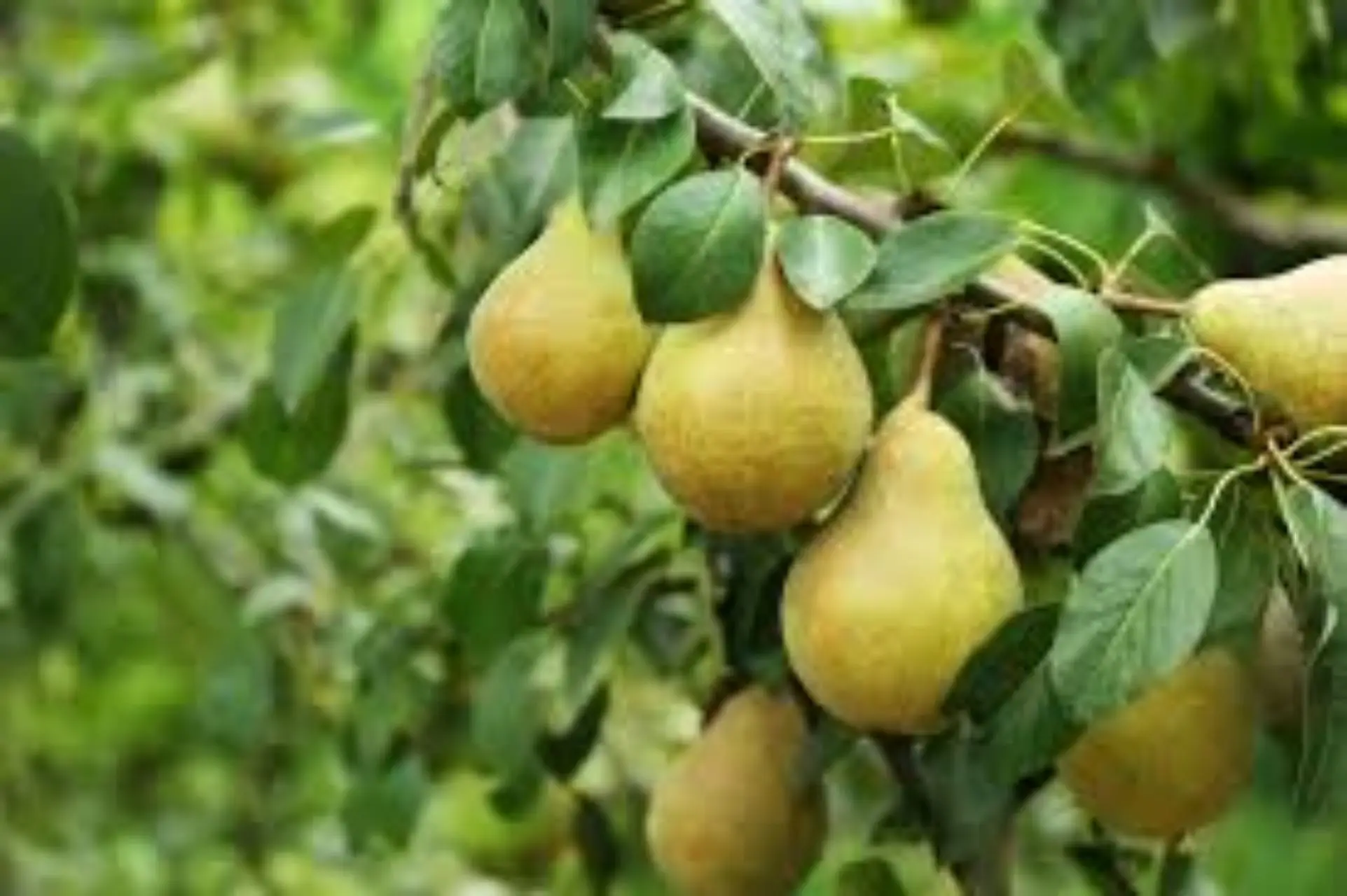 Alberi da frutto nel piccolo giardino: scopri ora il dettaglio che cambia la produzione Alberi da frutto nel piccolo giardino: scopri ora il dettaglio che cambia la produzione
