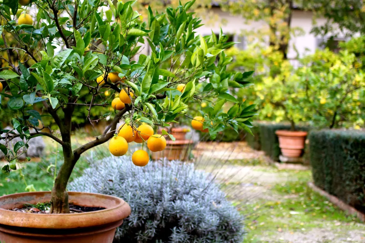 Alberi da frutto nel piccolo giardino: scopri ora il dettaglio che cambia la produzione Alberi da frutto nel piccolo giardino: scopri ora il dettaglio che cambia la produzione