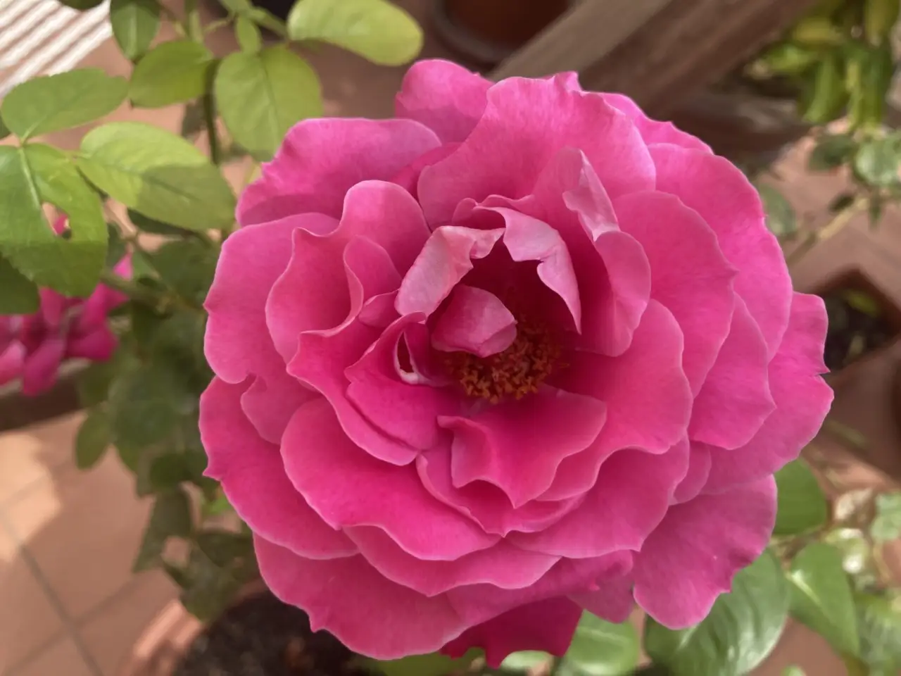 Rose sul terrazzo: qual è la mossa da non rimandare per vedere più boccioli a luglio Rose sul terrazzo: qual è la mossa da non rimandare per vedere più boccioli a luglio