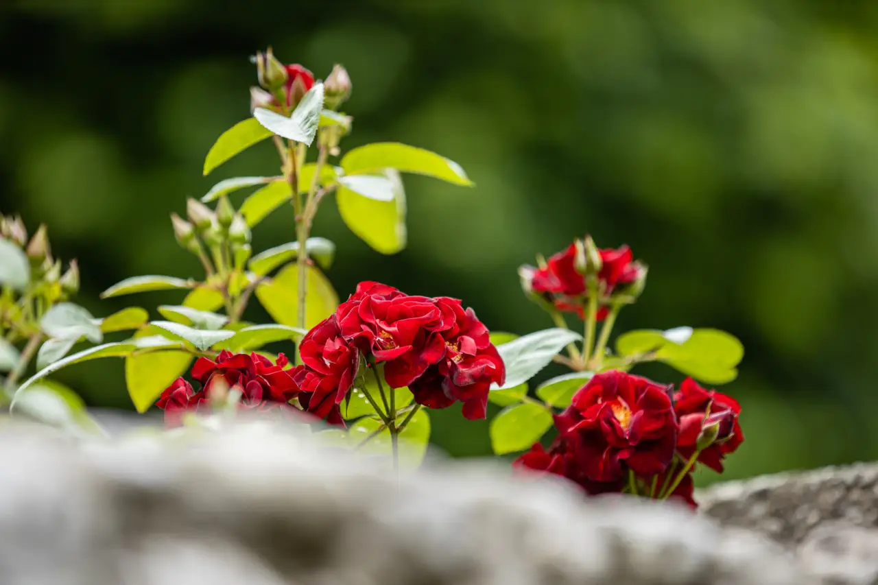 Rose sul terrazzo: qual è la mossa da non rimandare per vedere più boccioli a luglio Rose sul terrazzo: qual è la mossa da non rimandare per vedere più boccioli a luglio