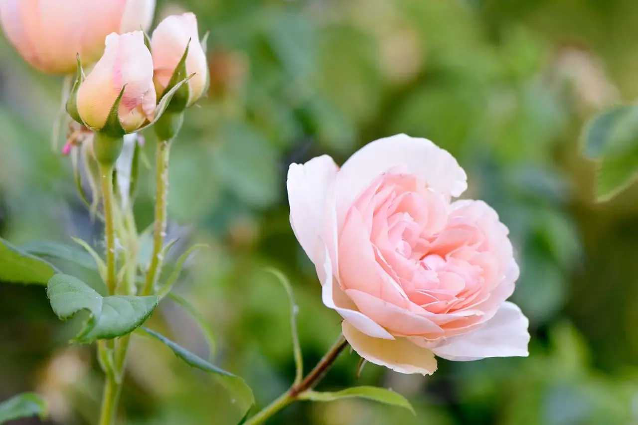 Rose sul terrazzo: qual è la mossa da non rimandare per vedere più boccioli a luglio Rose sul terrazzo: qual è la mossa da non rimandare per vedere più boccioli a luglio