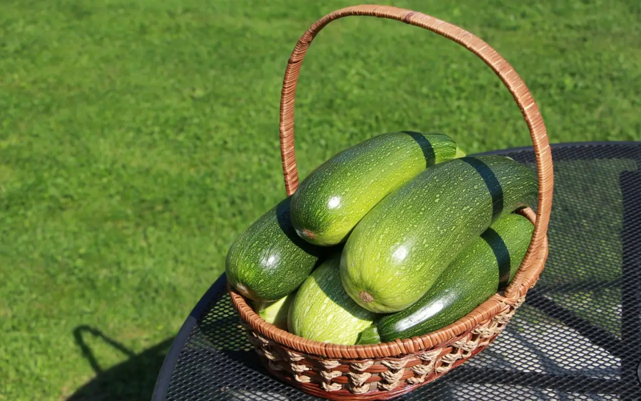 Metti questo sulle zucchine nell’orto di casa: il passaggio segreto per rendere tutto più abbondante Metti questo sulle zucchine nell’orto di casa: il passaggio segreto per rendere tutto più abbondante