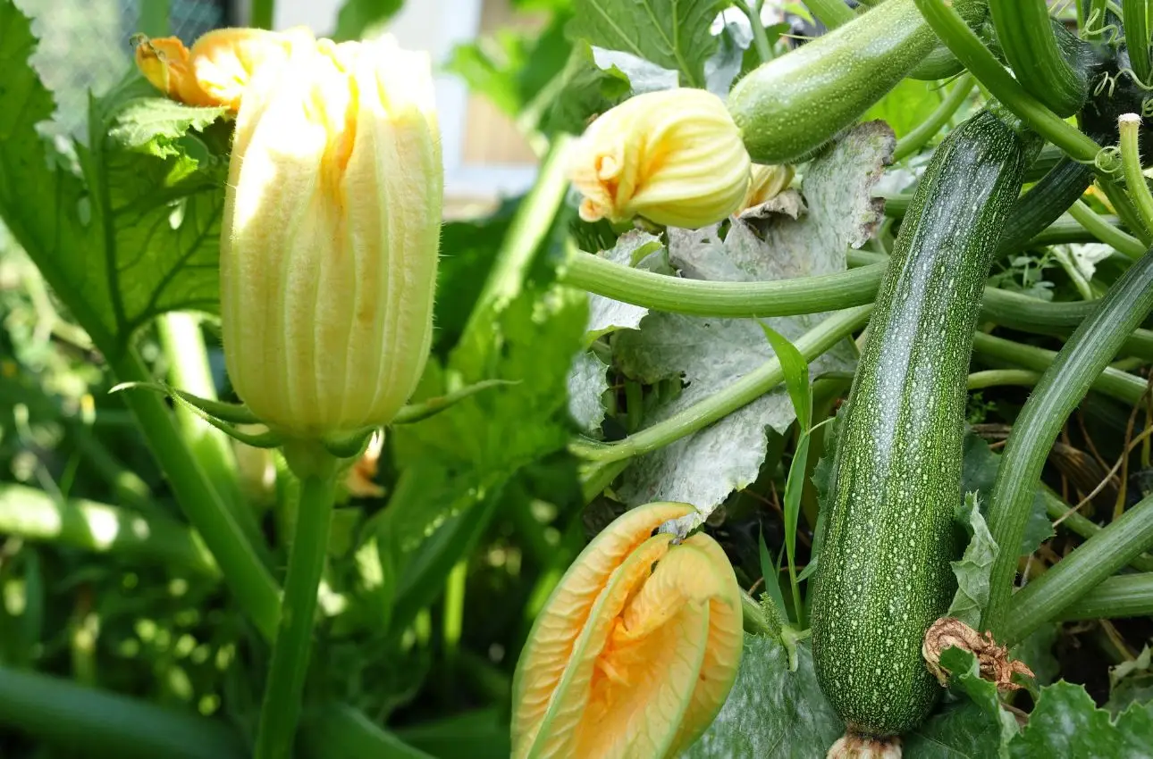 Metti questo sulle zucchine nell’orto di casa: il passaggio segreto per rendere tutto più abbondante Metti questo sulle zucchine nell’orto di casa: il passaggio segreto per rendere tutto più abbondante