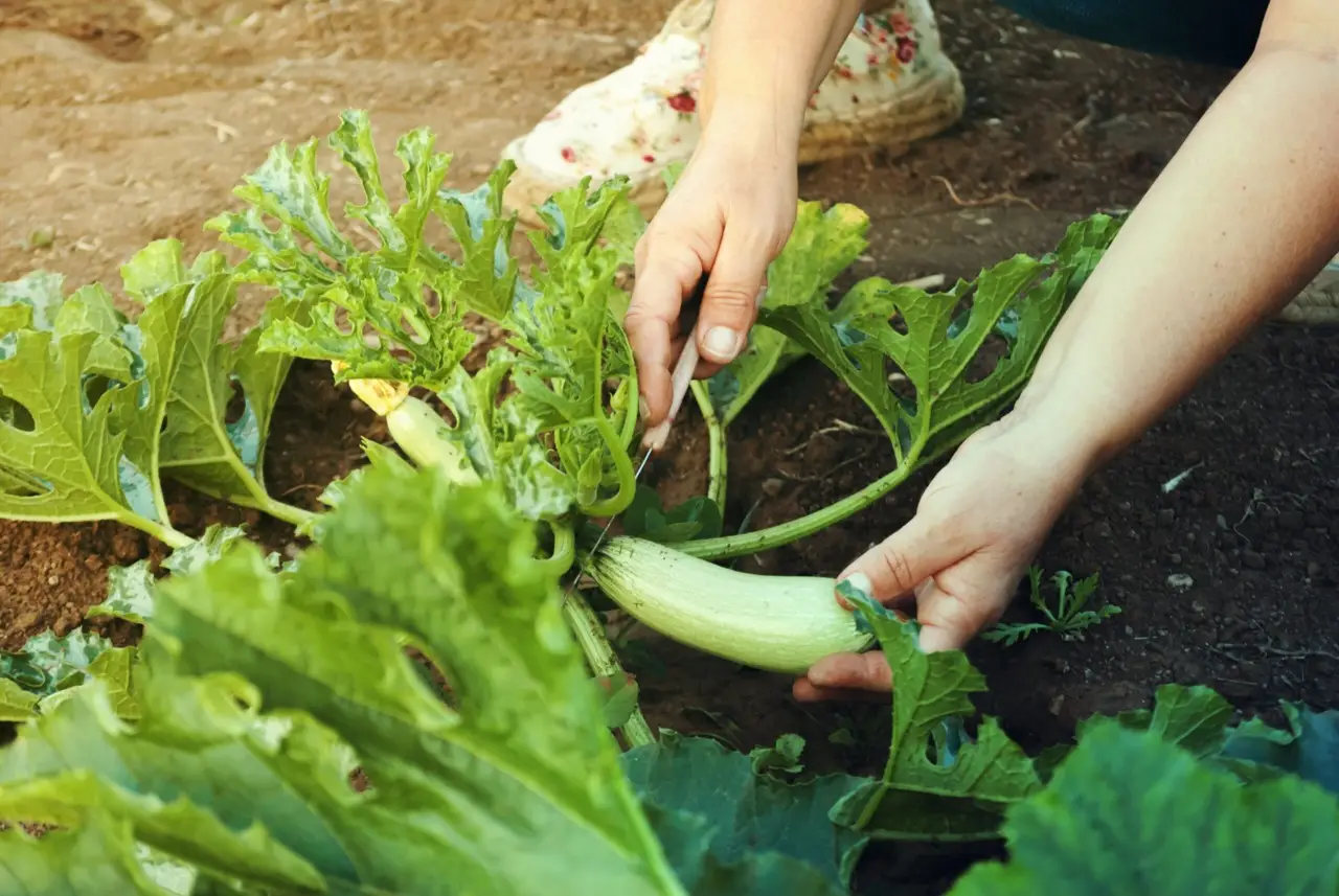 Metti questo sulle zucchine nell’orto di casa: il passaggio segreto per rendere tutto più abbondante Metti questo sulle zucchine nell’orto di casa: il passaggio segreto per rendere tutto più abbondante