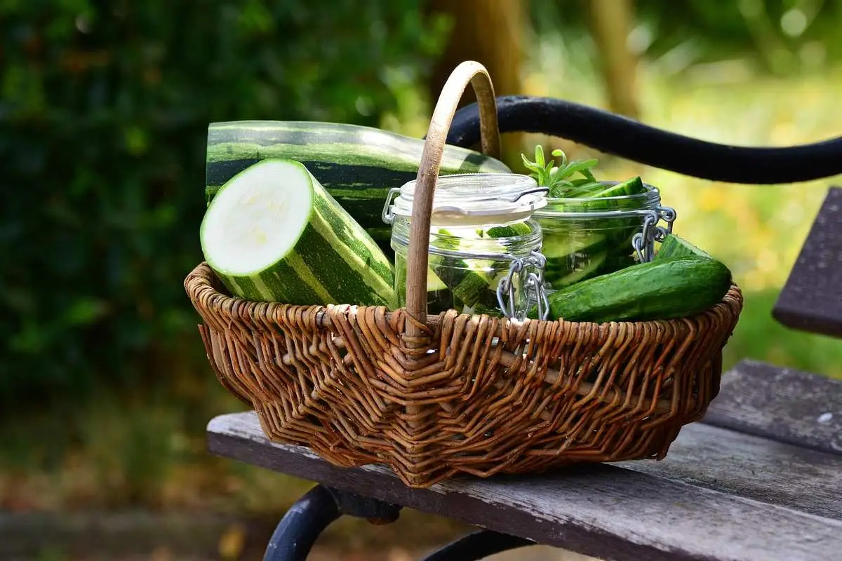 Metti questo sulle zucchine nell’orto di casa: il passaggio segreto per rendere tutto più abbondante Metti questo sulle zucchine nell’orto di casa: il passaggio segreto per rendere tutto più abbondante