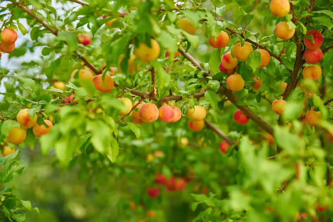 Scopri il trucco naturale che fa triplicare i frutti sul tuo albero da frutto Scopri il trucco naturale che fa triplicare i frutti sul tuo albero da frutto