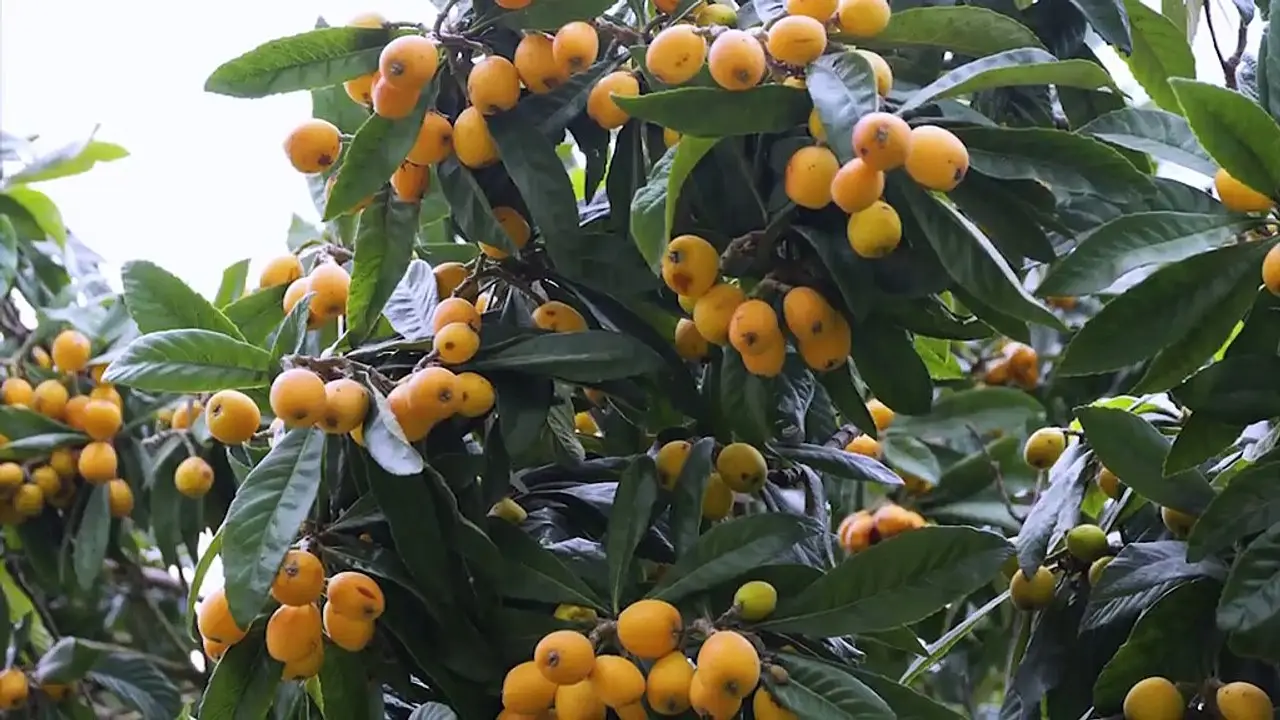 Scopri il trucco naturale che fa triplicare i frutti sul tuo albero da frutto Scopri il trucco naturale che fa triplicare i frutti sul tuo albero da frutto