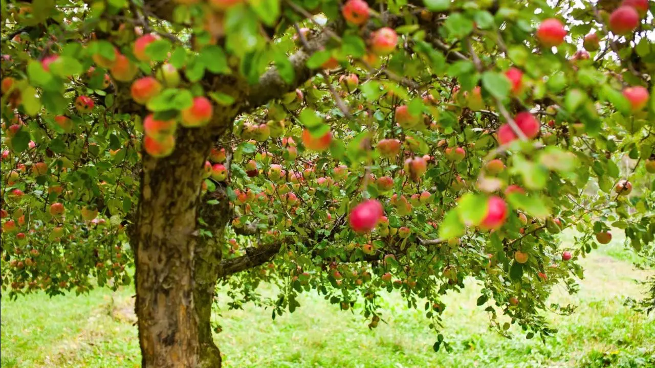 Scopri il trucco naturale che fa triplicare i frutti sul tuo albero da frutto Scopri il trucco naturale che fa triplicare i frutti sul tuo albero da frutto