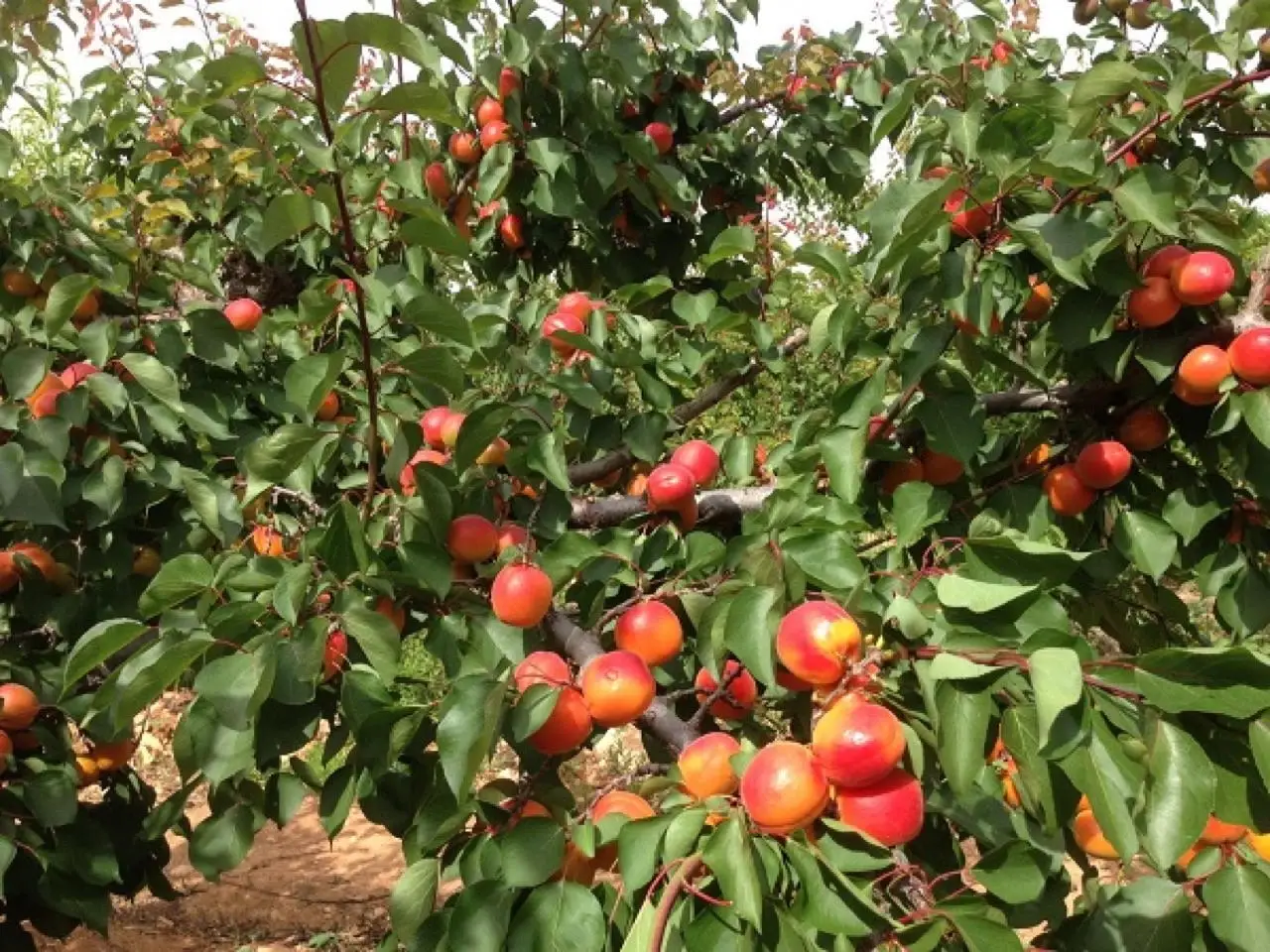 Non commettere questo sbaglio comune e salva il raccolto di pesche e albicocche Non commettere questo sbaglio comune e salva il raccolto di pesche e albicocche