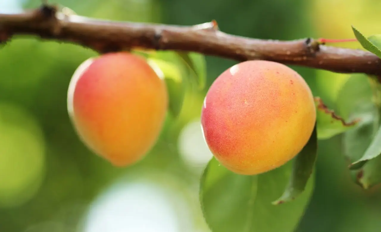 Non commettere questo sbaglio comune e salva il raccolto di pesche e albicocche Non commettere questo sbaglio comune e salva il raccolto di pesche e albicocche