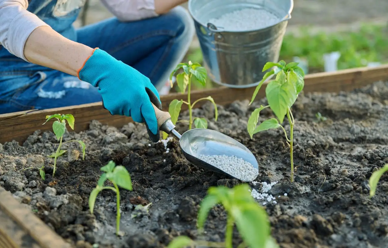 Sperimenta la concimazione naturale con cenere di legna: risultati sorprendenti Sperimenta la concimazione naturale con cenere di legna: risultati sorprendenti