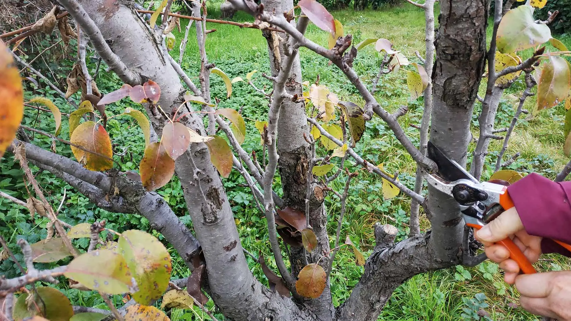 Scopri i segnali nascosti che indicano uno sviluppo anomalo nelle tue piante da frutto Scopri i segnali nascosti che indicano uno sviluppo anomalo nelle tue piante da frutto