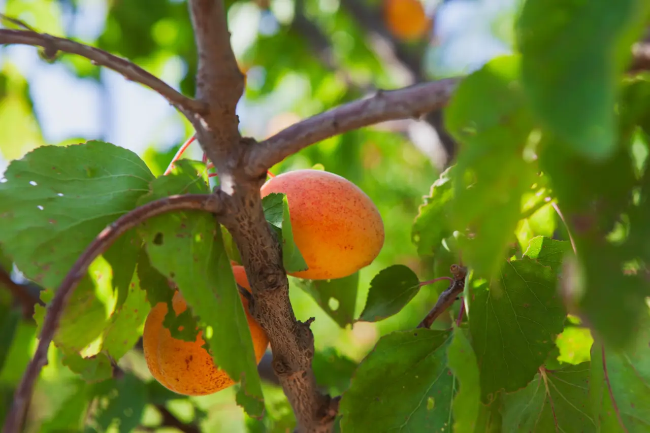 Scopri i segnali nascosti che indicano uno sviluppo anomalo nelle tue piante da frutto Scopri i segnali nascosti che indicano uno sviluppo anomalo nelle tue piante da frutto