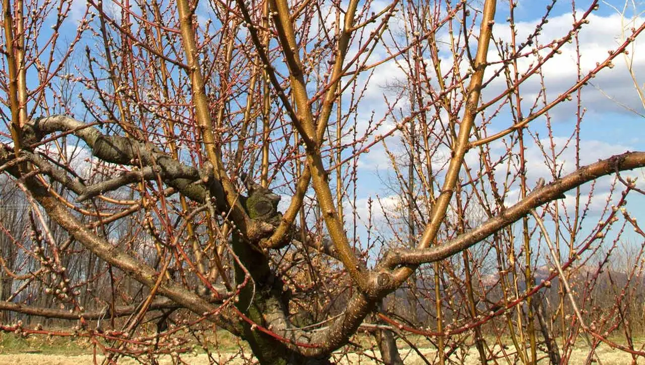 Scopri i segnali nascosti che indicano uno sviluppo anomalo nelle tue piante da frutto Scopri i segnali nascosti che indicano uno sviluppo anomalo nelle tue piante da frutto
