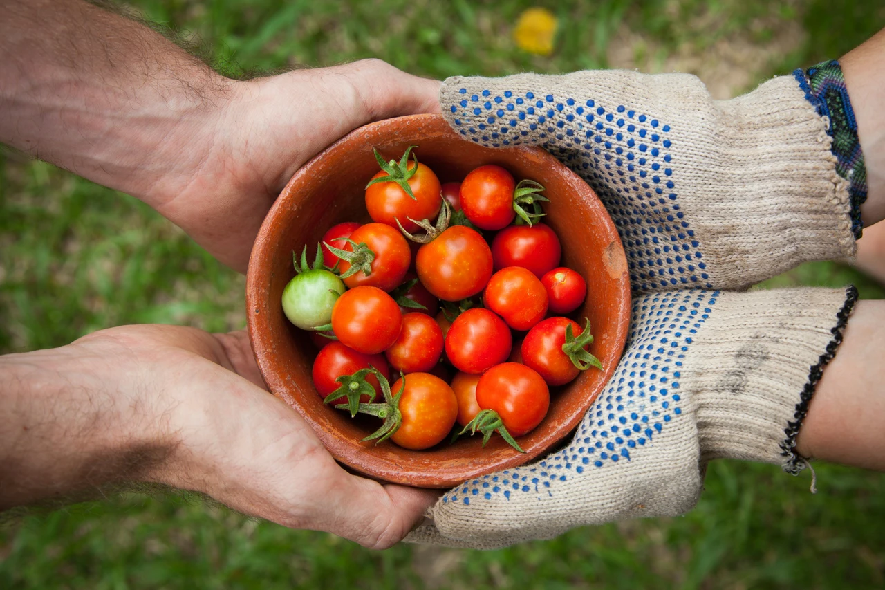 Vuoi più pomodori sani? Ecco il segreto naturale per evitare sprechi e insuccessi Vuoi più pomodori sani? Ecco il segreto naturale per evitare sprechi e insuccessi
