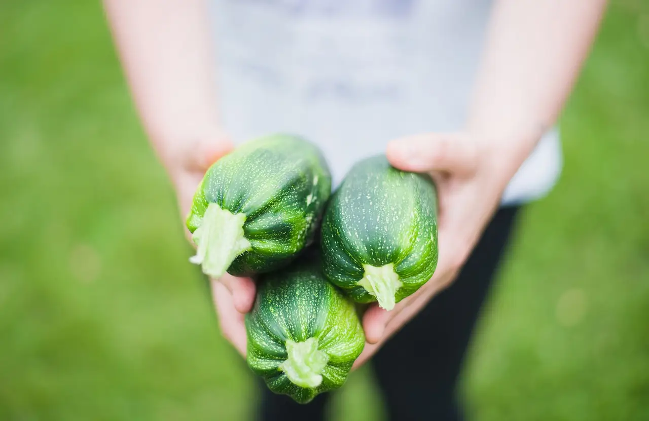 Non perdere questa tecnica tramandata: massimizza la resa delle tue zucchine in estate Non perdere questa tecnica tramandata: massimizza la resa delle tue zucchine in estate