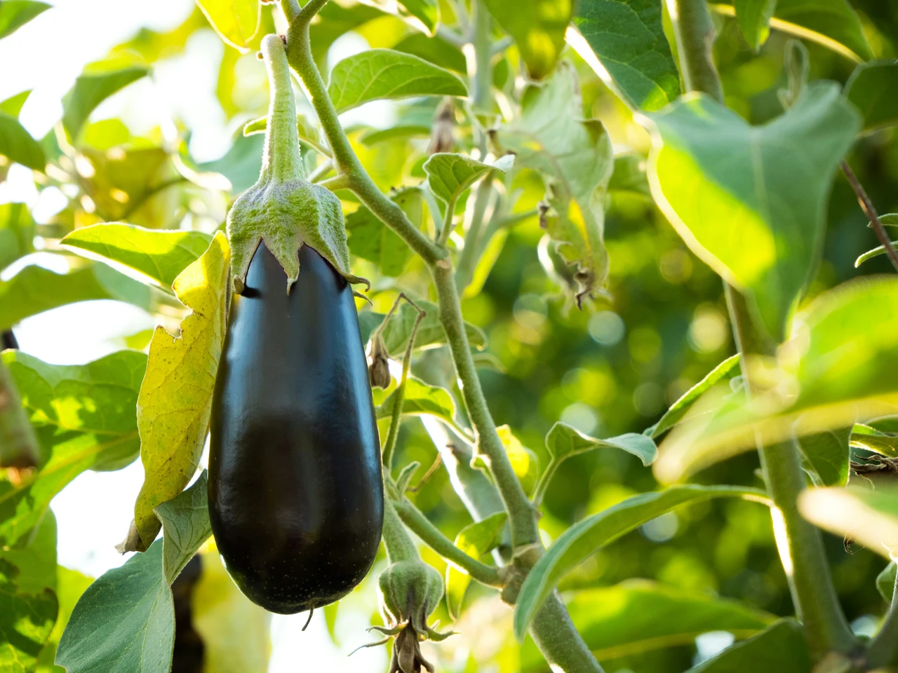 Hai mai provato questa soluzione naturale contro i parassiti delle melanzane? Funziona veramente Hai mai provato questa soluzione naturale contro i parassiti delle melanzane? Funziona veramente