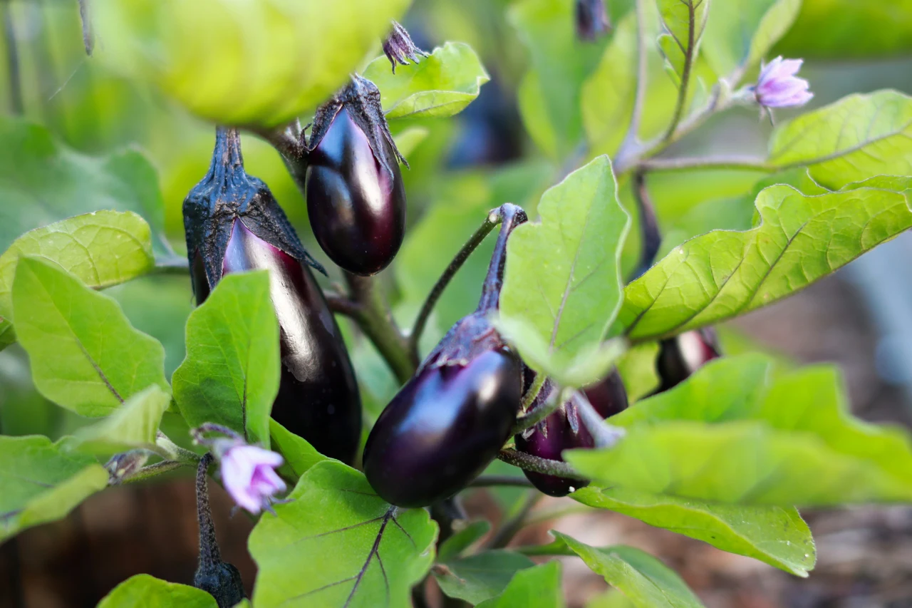 Hai mai provato questa soluzione naturale contro i parassiti delle melanzane? Funziona veramente Hai mai provato questa soluzione naturale contro i parassiti delle melanzane? Funziona veramente