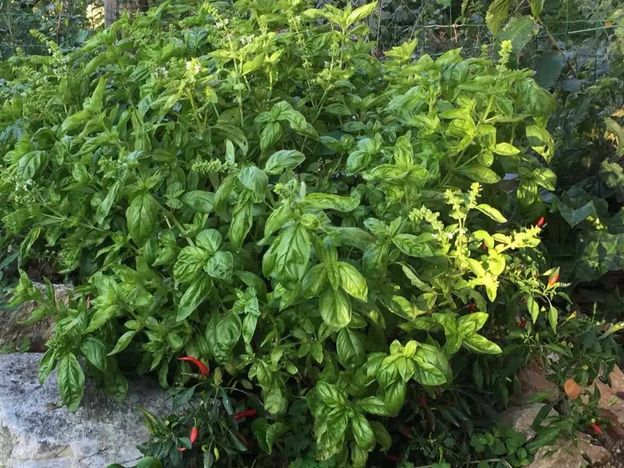 Come ottenere erbe aromatiche rigogliose senza fertilizzanti sintetici: guida pratica Come ottenere erbe aromatiche rigogliose senza fertilizzanti sintetici: guida pratica