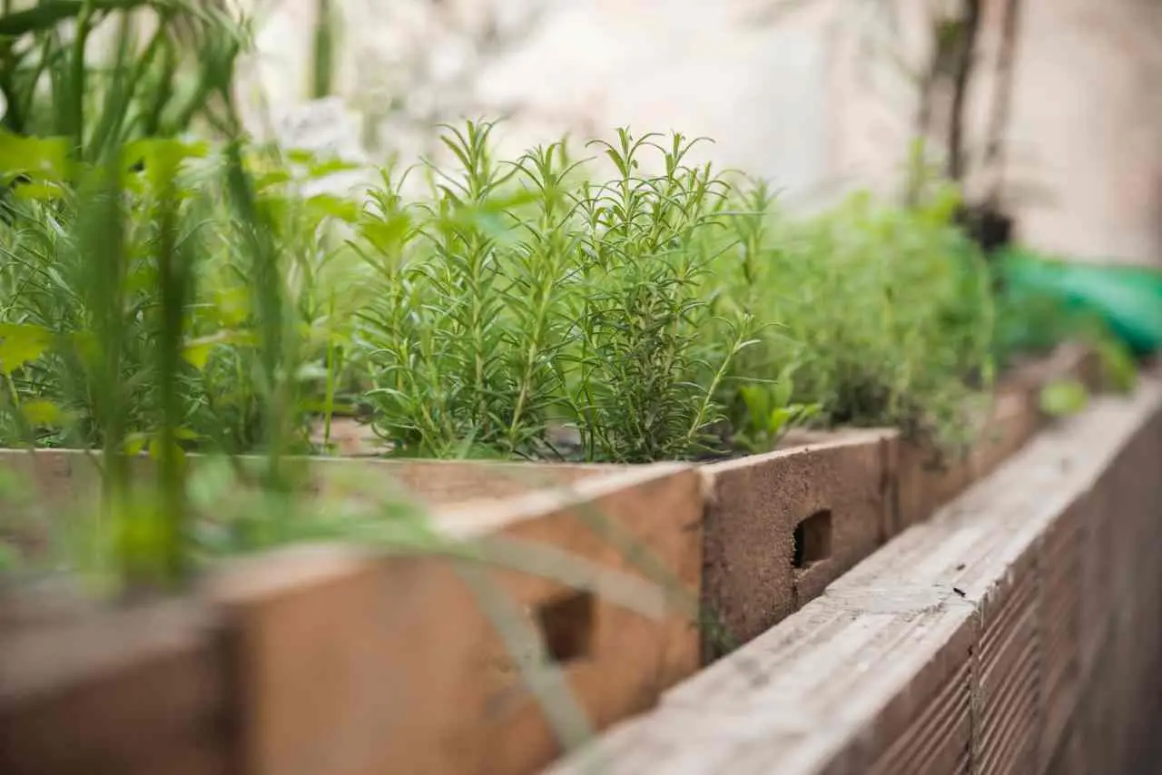 Come ottenere erbe aromatiche rigogliose senza fertilizzanti sintetici: guida pratica Come ottenere erbe aromatiche rigogliose senza fertilizzanti sintetici: guida pratica